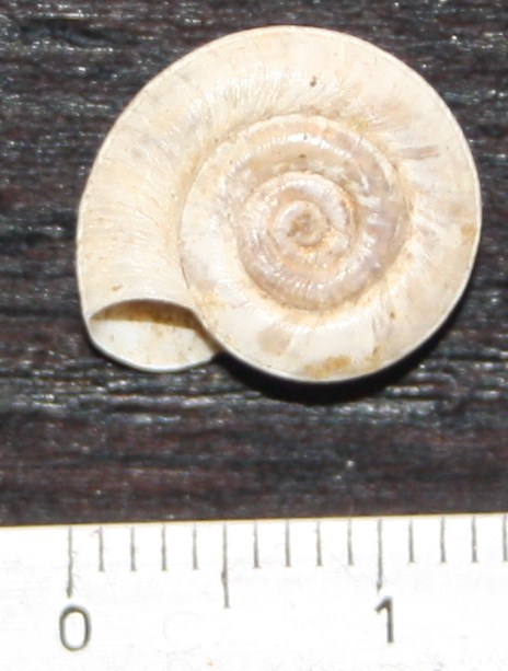 da Argenta